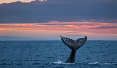 See Thousands Of Whales During Their Winter Migration On The Oregon Coast During Whale Watching Week