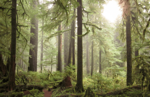 Hike Into A Secret Rainforest At Valley Of The Giants In Oregon