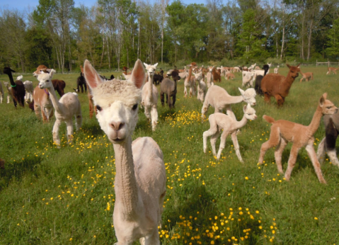 You Can Go Camping With Alpacas At Hidden Pastures Luxury Fiber Farm In New Jersey