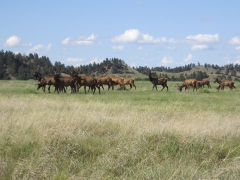 Get Up Close And Personal With Elk and Bison At Fort Niobrara National Wildlife Refuge In Nebraska