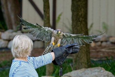 Interact With Owls And Other Birds At The Raptor Hill Falconry, A Unique Wildlife Preserve In Virginia