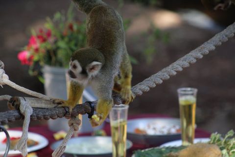 You Can Enjoy Breakfast With Monkeys At This Arizona Zoo