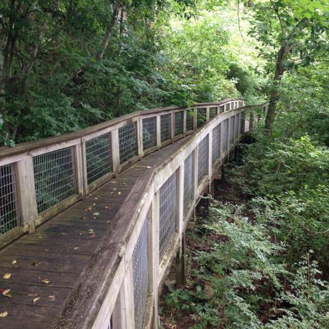 Explore Over 100 Acres Of Louisiana's Wetlands At The Bluebonnet Swamp Nature Center