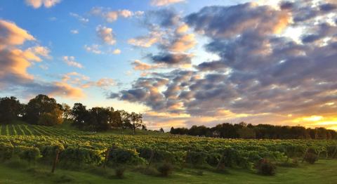 Road Trip To 3 Different Vineyards In One Day On The Wine Tour At Whiskey Trail Tours In Nashville