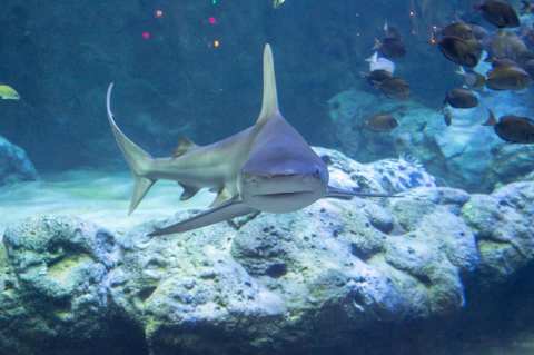 Meet More Than 13,000 Sea Creatures At The Brand New St. Louis Aquarium In Missouri