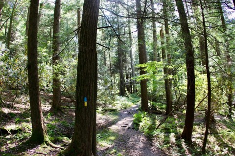 Most People Don’t Know Some Of The Oldest Trees In The U.S. Are Found Near Pittsburgh