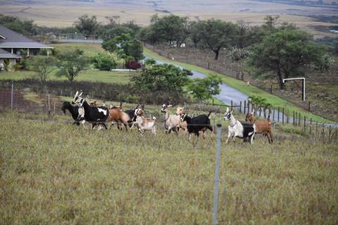 Taste Caramel Sauces, Ice Cream, And Cheese When You Embark On A Tour Of Hawaii's Haleakala Creamery