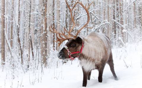 Go Hiking With Reindeer At Running Reindeer Ranch In Alaska For A Unique Adventure