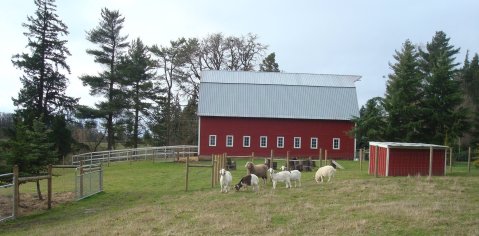 Cuddle The Most Adorable Rescued Farm Animals For Free At Green Acres Farm Sanctuary In Oregon