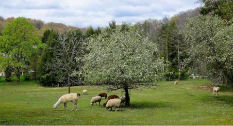 Not Many People Know About This Farm Animal Sanctuary Right Here In Pittsburgh