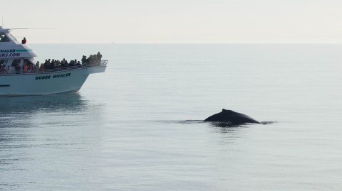 A Whale Watching Tour With Rudee Flipper Is A Magical Family-Friendly Experience In Virginia