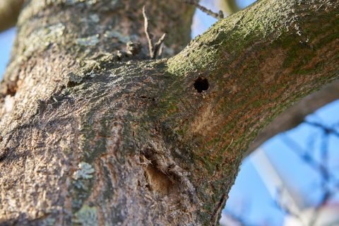 Watch Out For The Asian Longhorn Beetle, A Bug That Invaded Massachusetts And Killed Off Thousands Of Trees