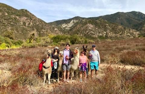 You Can Go Glamping With Alpacas At Oak Hollow Farm In Southern California