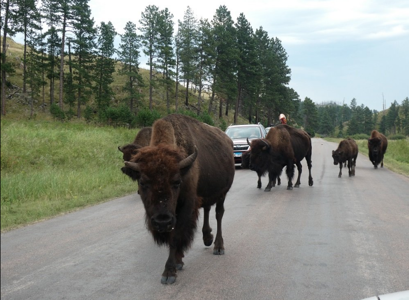 South Dakota banner image