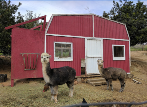 Morning Song Farm Is A Bed and Breakfast On A Charming Farm In Southern California And You Simply Have To Visit