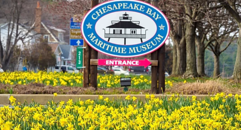 Maryland's Annual Daffodil Festival Is One Of The Prettiest Ways To Kick Off Spring