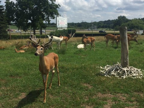 Wildlife Enthusiasts Will Have A Blast At The Michigan Whitetail Hall Of Fame Museum