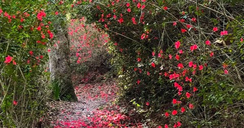 A Ravine Walk In Florida, Ravine Gardens State Park Is Full Of Adventure