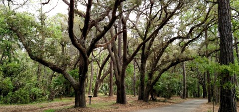 7 Cool And Calming Hikes To Take In South Carolina To Help You Reflect On The Year Ahead