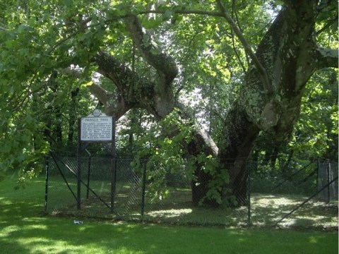 There’s No Other Historical Landmark In West Virginia Quite Like This 300-Year-Old Tree