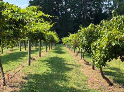 Pick Your Own Certified Organic Blueberries For Just $4.50 Per Pound At Herndon Hills Farm In North Carolina