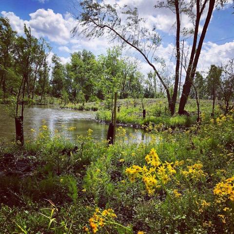 For A Peaceful Retreat, Take A Stroll Down The Sankofa Nature Trail In New Orleans