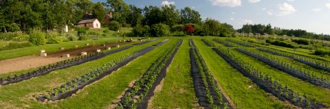 Pick Your Own Sunflowers And Hydrangeas For Just $1.50 At Rosaly’s Garden In New Hampshire