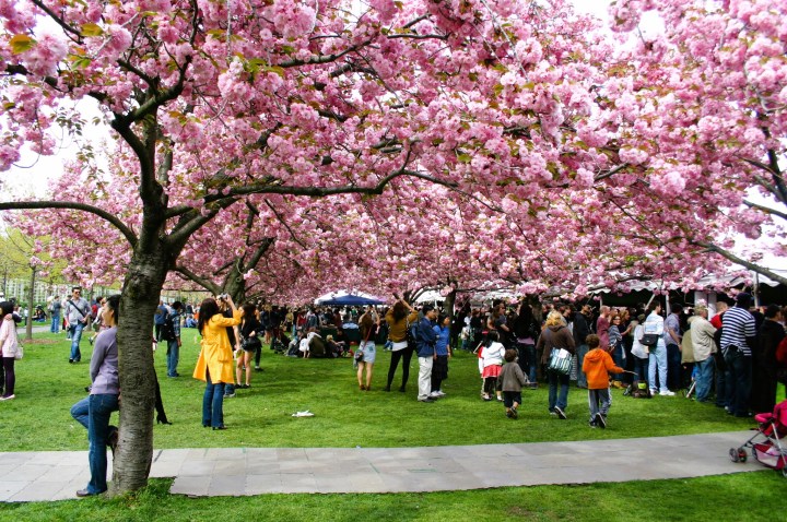 Macon Cherry Blossom Festival 2024