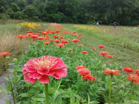 The Dreamy Whimsy Flower Farm In Georgia You'll Want To Visit This Spring