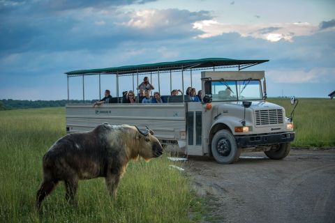 Adventure Awaits At A Drive-Thru Safari Park, The Wilds Near Cincinnati