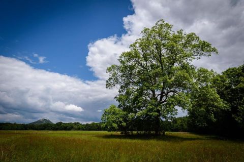 Even Locals Miss The Splendors Of Little Rock's 230-Acre Nature Preserve In Arkansas