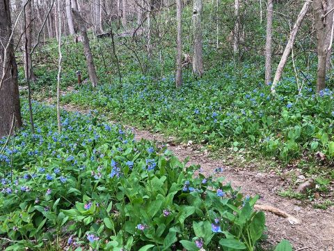 Walk Through A Sea Of Wildflowers At The West Virginia Core Aboretum Spring Flower Festival