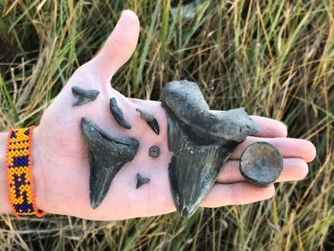 Take The South Carolina Expedition Tour Off The Intracoastal Waterway To Hunt For Real Fossils