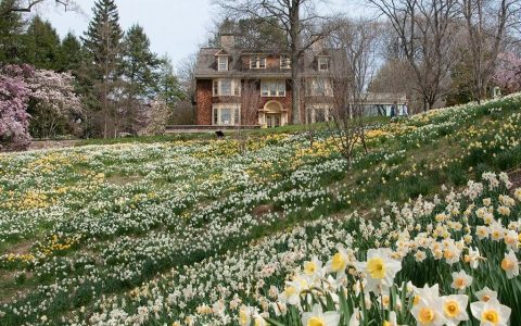 Walk Through A Sea Of Daffodils On Daffodil Day At New Jersey's Reeves-Reed Arboretum