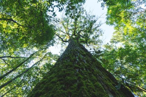 Get Lost Among 120-Foot-Tall Trees At Beall Woods State Park, An Ancient Forest In Illinois