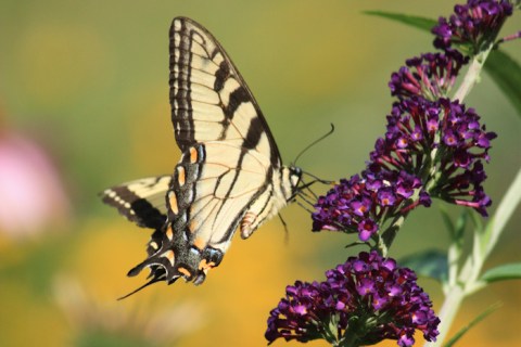 Stroll Through A Magical Butterfly Wonderland This Spring At The West Virginia Botanic Garden