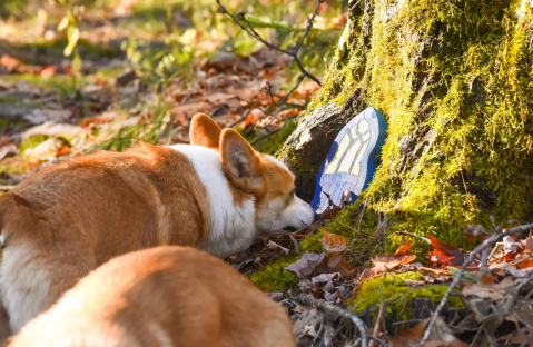 You Can Go On A Fairy Hunting Hike In The Forest With Puppies And Ponies In Maine