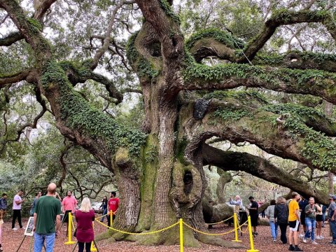 There’s No Other Historical Landmark In South Carolina Quite Like This 400-Year-Old Tree