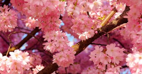 The Missouri Cherry Blossom Festival Will Have Countless Trees In Bloom This Spring