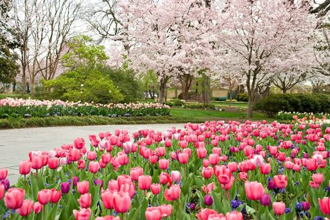 Over 500,000 Flowers Will Be In Bloom This Spring At The Dallas Arboretum In Texas