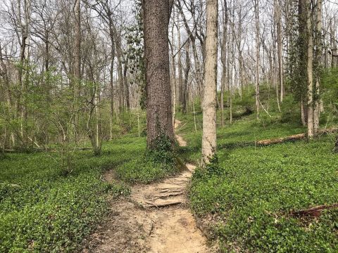 Hike Through Over 3 Miles Of Old Growth Forest In The Heart Of Cincinnati At Caldwell Nature Preserve