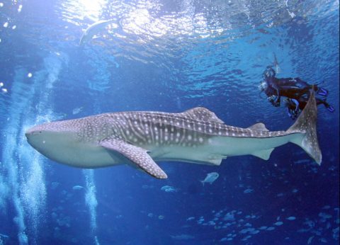 You Can Dive With Whale Sharks At The Georgia Aquarium