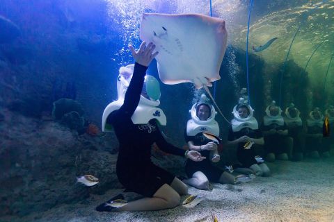 Throw On Your Diving Gear And Swim With Thousands Of Sea Creatures At Odysea Aquarium In Arizona