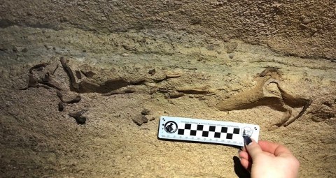 A 330-Million-Year-Old Shark Head Was Recently Discovered In Kentucky's Mammoth Cave