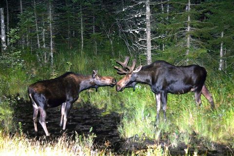 Hop On A Bus And Safari Through The White Mountains Of New Hampshire