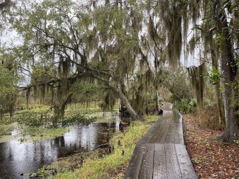 The 7 Most Beautiful Short And Sweet Hikes Near New Orleans