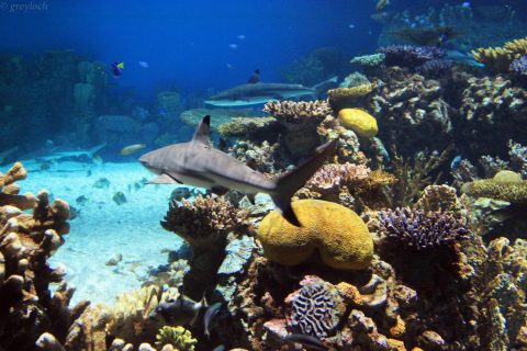 The National Aquarium Is Offering Free Livestreams Of Sharks, Jellyfish, And More