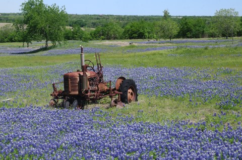 This Bluebonnet Trail In Texas Will Be In Full Bloom Soon And It’s An Extraordinary Sight To See