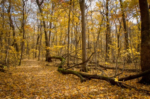 Catch A Glimpse Of A Rare Endangered Species At Nerstrand Big Woods State Park In Minnesota