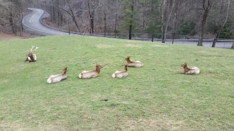 Spot Elk, Bison, And Otter On A Stroll Through The Forest At The West Virginia State Wildlife Center